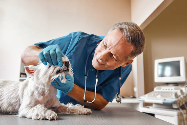 Best Tooth Pain Emergency Relief  in North Ridgeville, OH